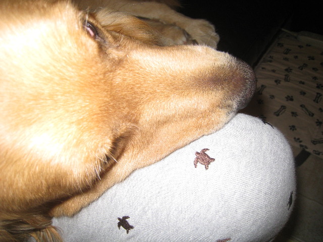 ファイル 1009-1.jpg