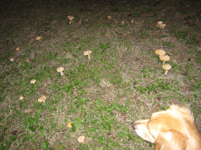 ファイル 1014-4.jpg