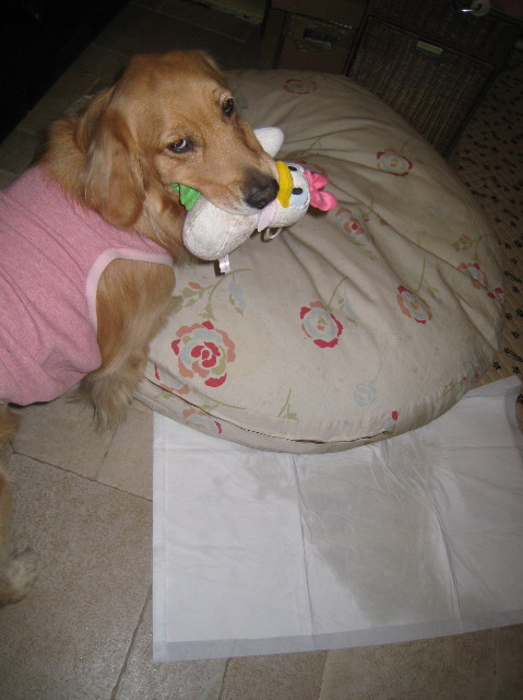 ファイル 1018-1.jpg