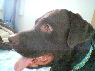 ファイル 1029-1.jpg