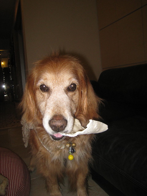 ファイル 1032-1.jpg