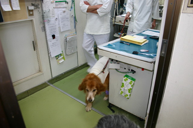 ファイル 1036-1.jpg