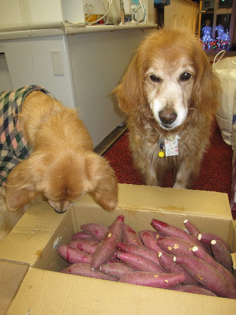 ファイル 1045-1.jpg