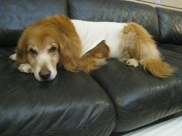 ファイル 1049-2.jpg