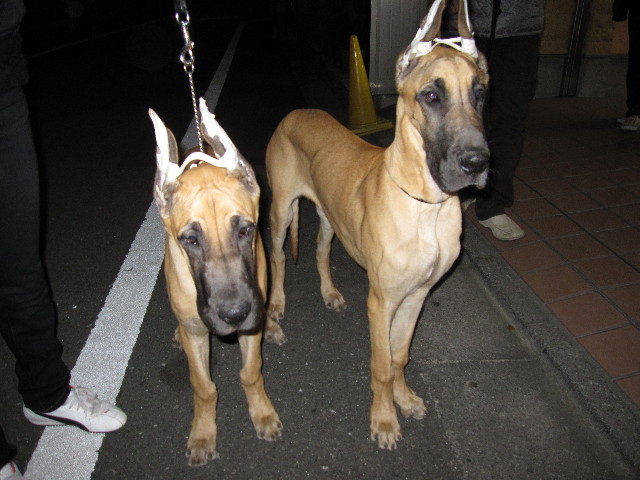 ファイル 1050-5.jpg