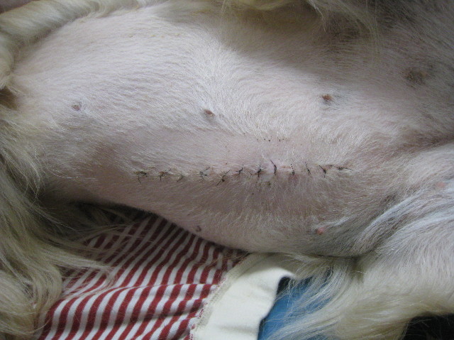 ファイル 1051-1.jpg