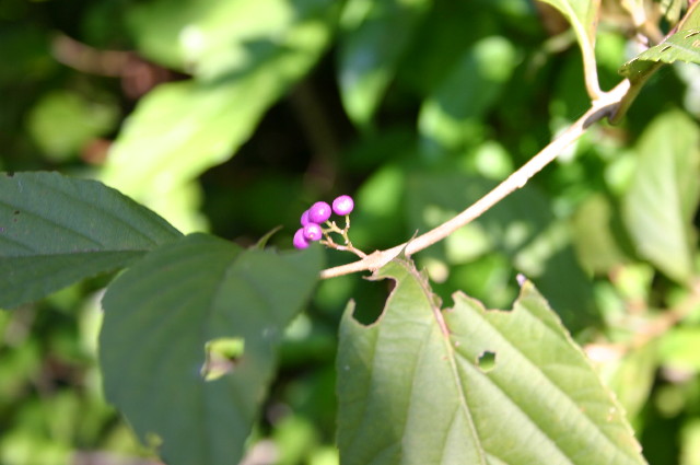 ファイル 1074-5.jpg