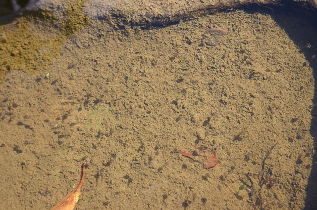 ファイル 1076-2.jpg