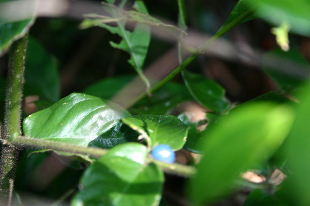 ファイル 1077-2.jpg