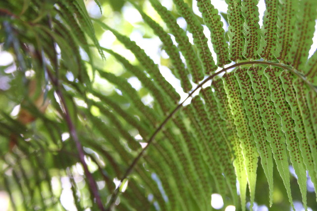 ファイル 1077-3.jpg