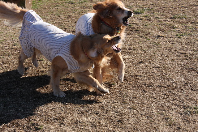 ファイル 1090-3.jpg