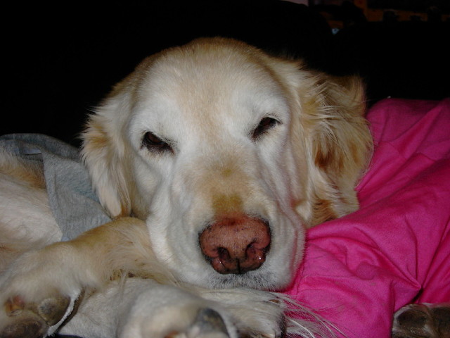 ファイル 1097-1.jpg