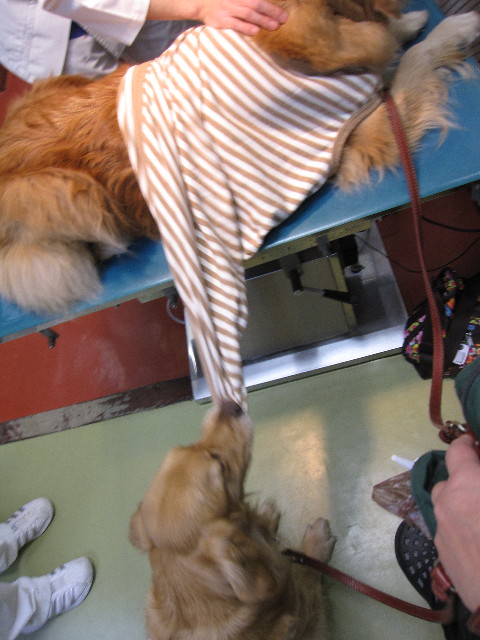 ファイル 1100-2.jpg