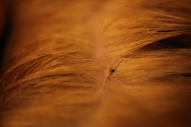 ファイル 1100-5.jpg