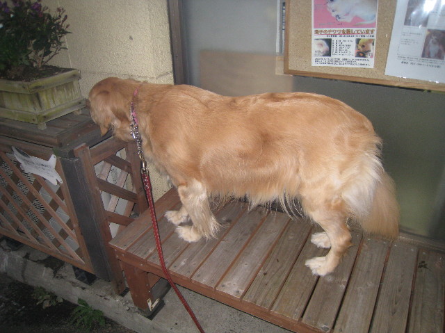 ファイル 1102-1.jpg