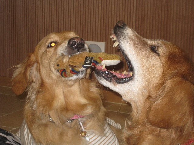 ファイル 1108-3.jpg