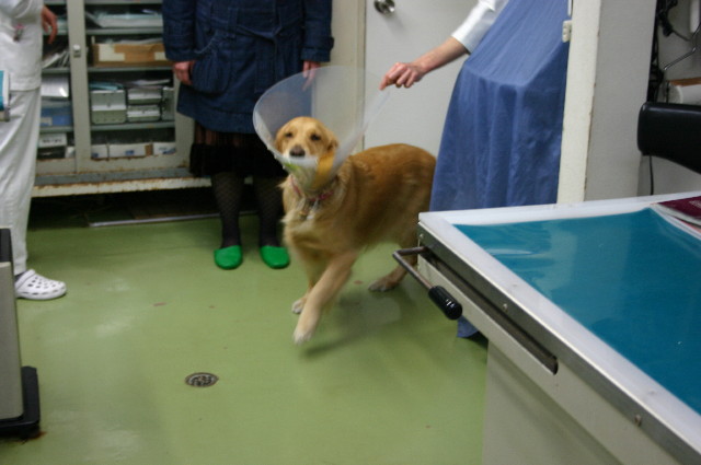 ファイル 1113-4.jpg