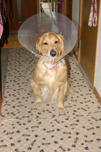 ファイル 1114-1.jpg