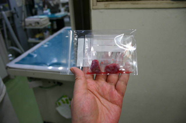 ファイル 1116-5.jpg