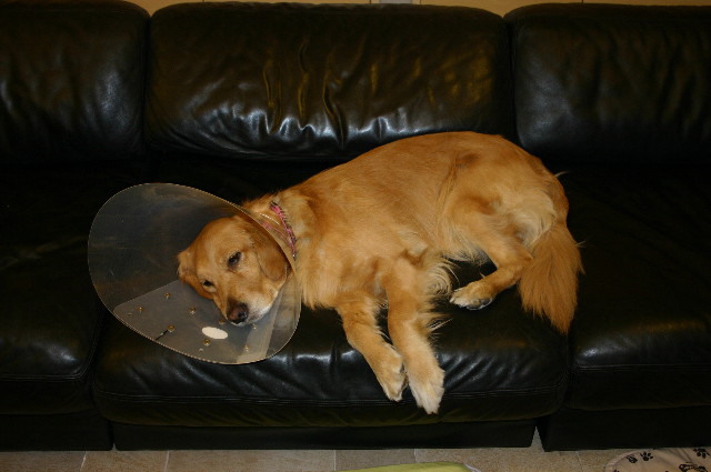 ファイル 1117-1.jpg