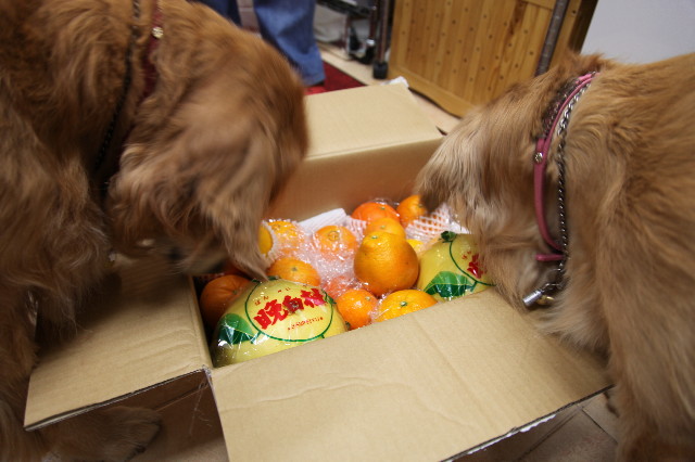 ファイル 1121-2.jpg