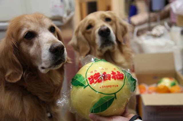 ファイル 1121-3.jpg