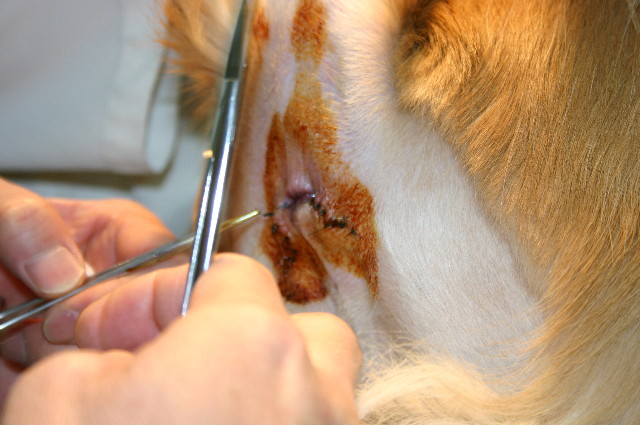 ファイル 1122-2.jpg