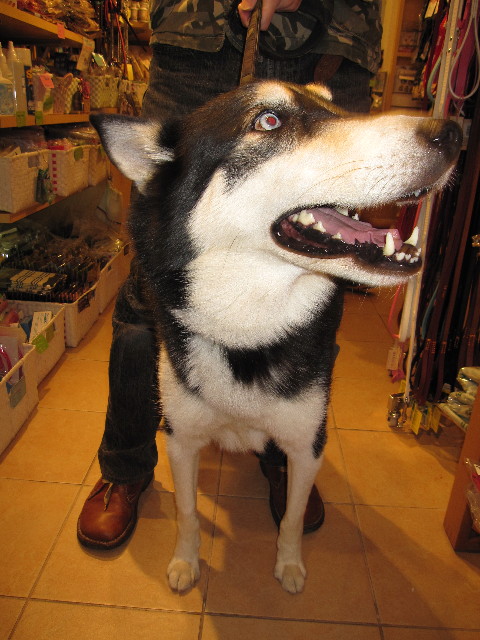 ファイル 1126-1.jpg