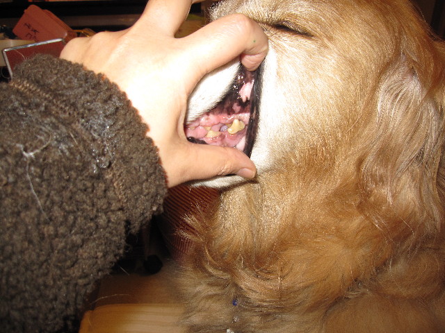 ファイル 1128-2.jpg