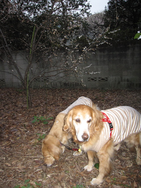 ファイル 1130-1.jpg