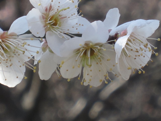 ファイル 1134-3.jpg