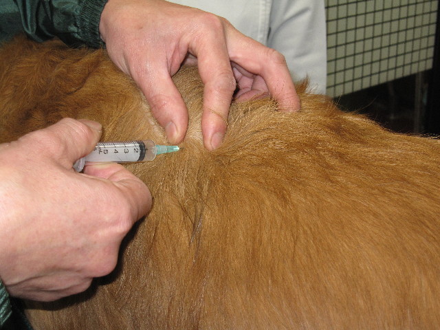 ファイル 1146-3.jpg