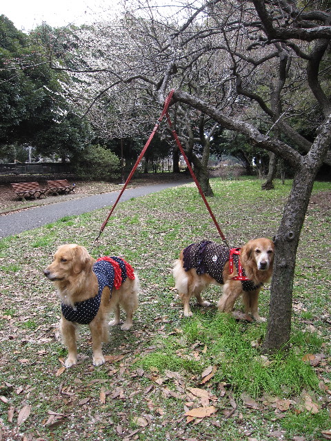 ファイル 1147-3.jpg