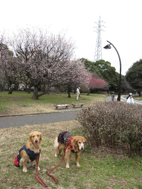 ファイル 1147-4.jpg