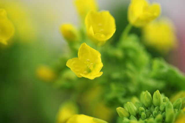 ファイル 1150-1.jpg