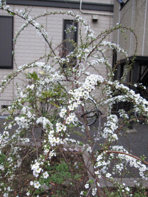 ファイル 1150-3.jpg