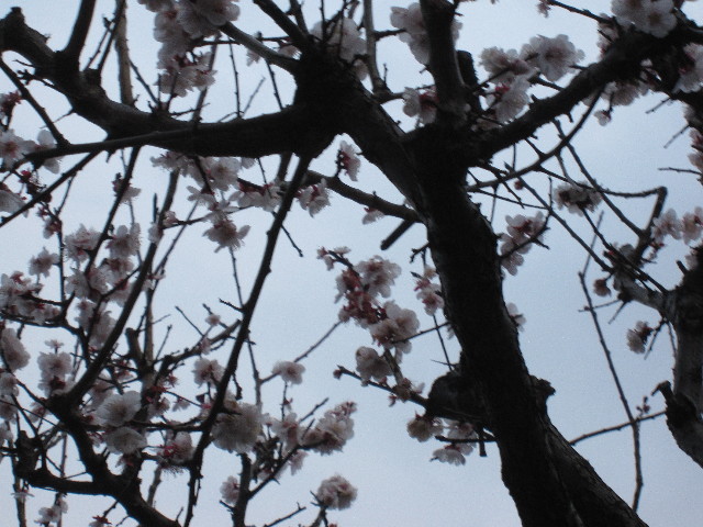 ファイル 1150-5.jpg