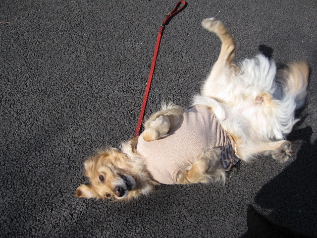 ファイル 1152-4.jpg