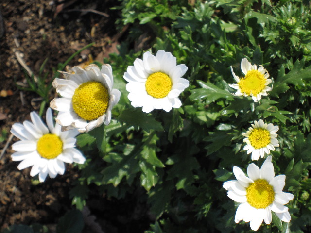 ファイル 1153-1.jpg