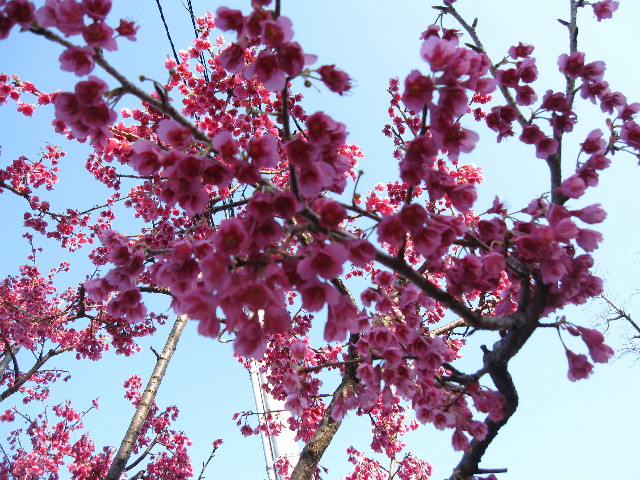 ファイル 1156-5.jpg