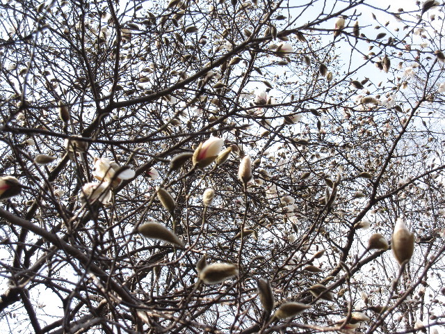 ファイル 1158-2.jpg