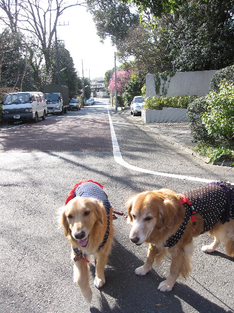 ファイル 1158-4.jpg