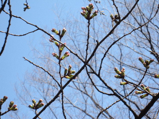 ファイル 1163-2.jpg