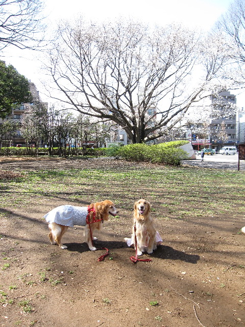 ファイル 1164-1.jpg