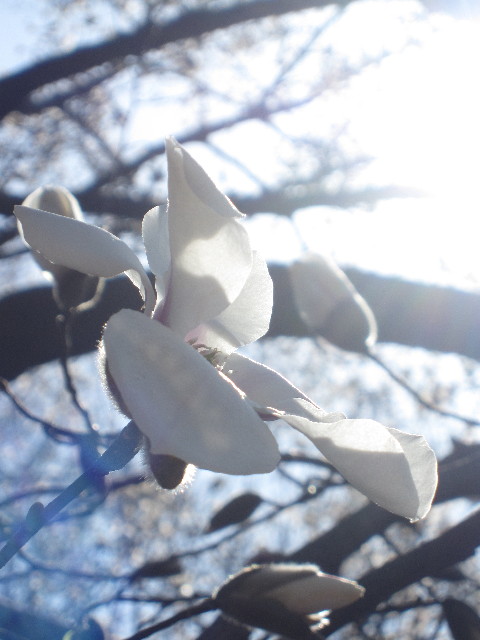 ファイル 1164-3.jpg