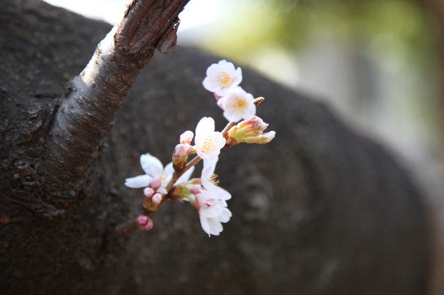 ファイル 1165-2.jpg