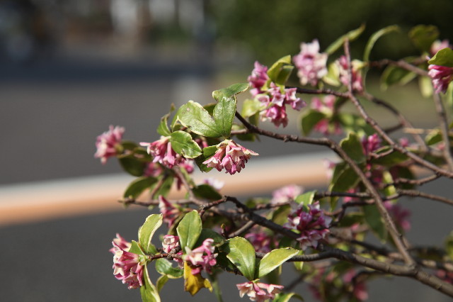 ファイル 1166-3.jpg