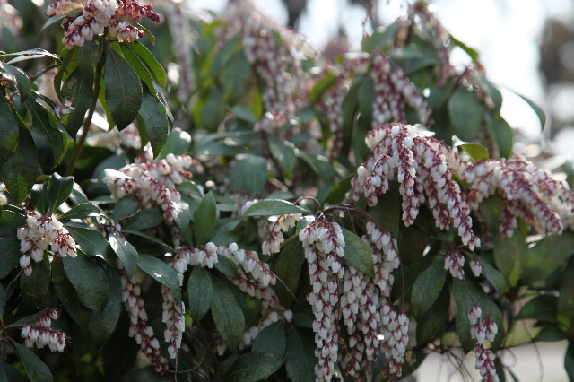 ファイル 1167-3.jpg