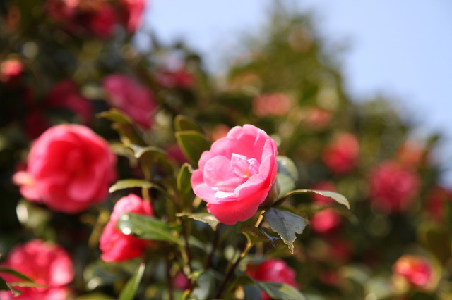 ファイル 1167-4.jpg