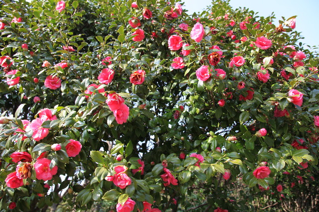 ファイル 1167-5.jpg